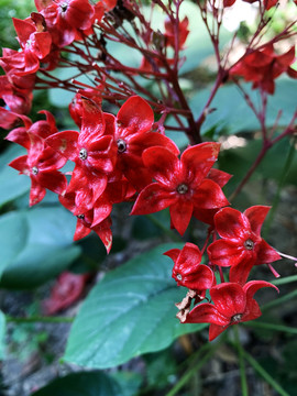 狀元紅網(wǎng)，揭秘狀元背后的秘密，探尋4987精準(zhǔn)資料的獨(dú)特價(jià)值，狀元背后的秘密大揭秘，狀元紅網(wǎng)與精準(zhǔn)資料的價(jià)值探尋