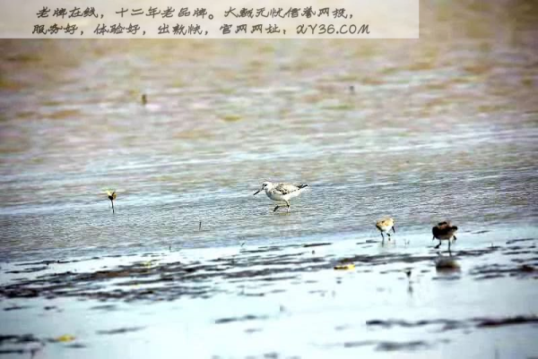 探索劉伯溫的傳奇人生，王中王劉伯溫一肖的獨(dú)特魅力，劉伯溫傳奇人生探索，王中王劉伯溫的獨(dú)特魅力與一肖傳奇
