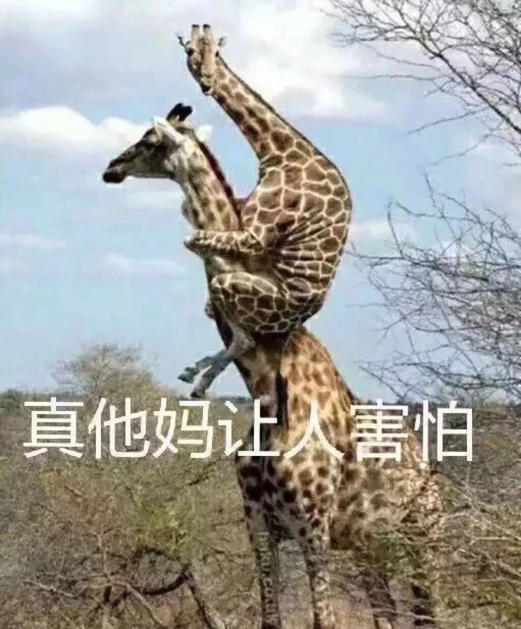 山上王中王，揭秘生肖奧秘——探尋生肖之王的背后含義，揭秘生肖奧秘，探尋生肖之王背后的含義——山上王中王