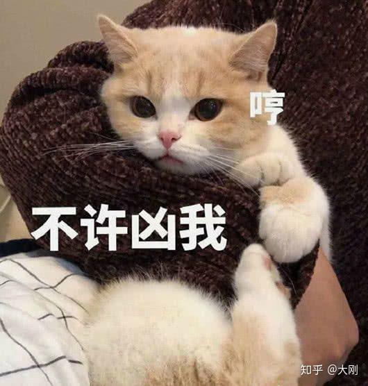 王中王是何物？解讀生肖之謎，揭秘生肖之謎，王中王是何物？