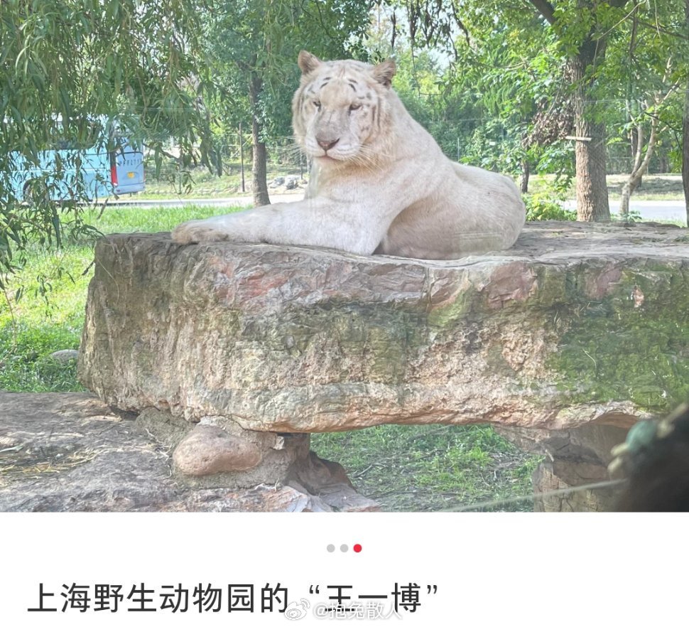 獸中之王王中王指一肖——深度解讀中國(guó)傳統(tǒng)生肖文化中的王者象征，中國(guó)傳統(tǒng)生肖文化中的王者象征，獸中之王王中王指一肖深度解讀
