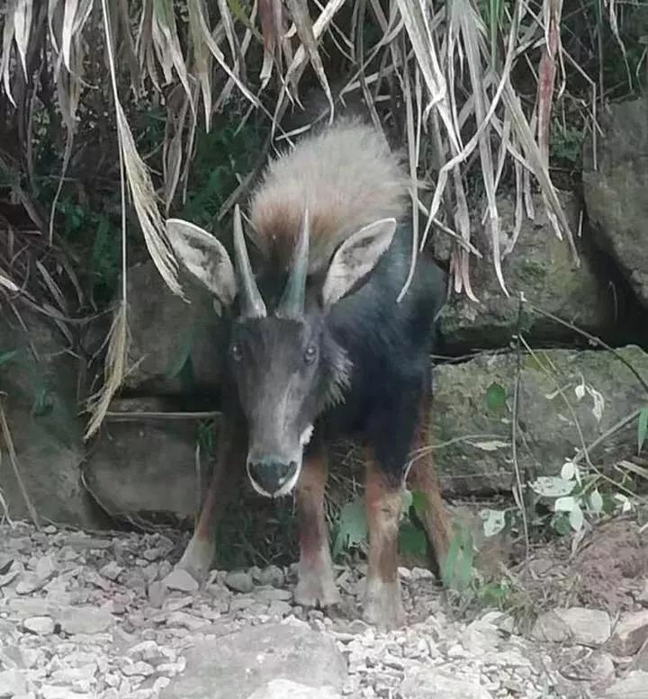 王中王四不像圖一肖中，揭秘神秘現(xiàn)象與探索背后的奧秘，揭秘神秘現(xiàn)象背后的奧秘，探索王中王四不像圖一肖中的奇幻世界