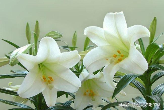 白百合的花語(yǔ)，純凈、高雅的象征，白百合花語(yǔ)，純凈高雅的象征