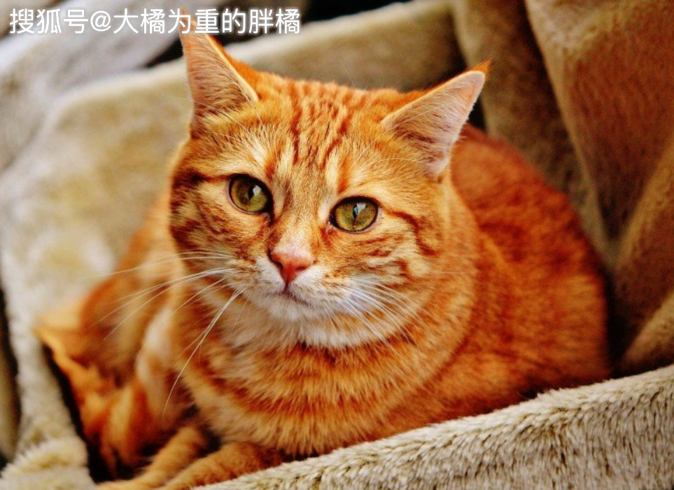 王中王四不象必中一肖