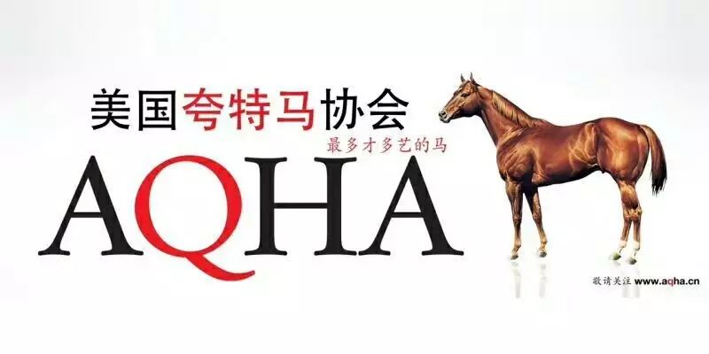 澳門碼今晚開什么特馬——深度解析與預(yù)測，澳門碼深度解析與預(yù)測，今晚特馬揭曉！