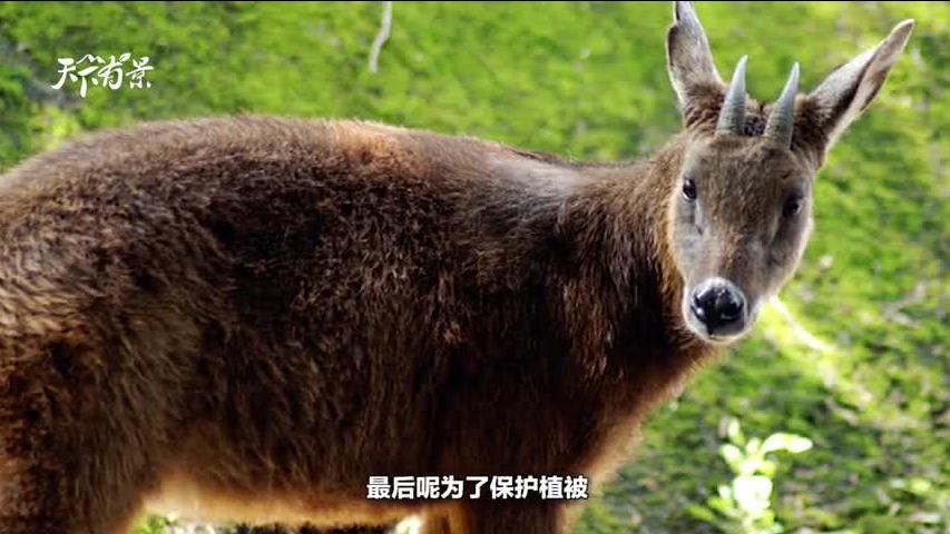 新澳2025今晚開獎(jiǎng)資料解析——四不像也值得關(guān)注，新澳2025今晚開獎(jiǎng)資料深度解析，四不像號(hào)碼同樣值得關(guān)注