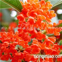 澳彩狀元紅97049cm查詢，揭秘彩票背后的秘密，揭秘彩票背后的秘密，澳彩狀元紅97049cm查詢解析