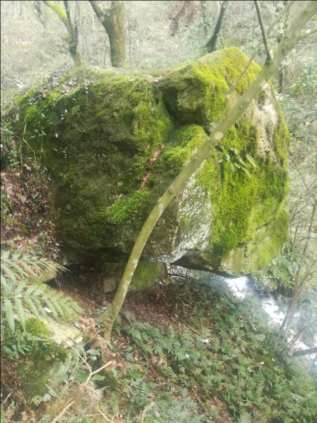 揭秘劉伯溫四不像圖一肖的神秘面紗，劉伯溫四不像圖一肖神秘面紗揭秘