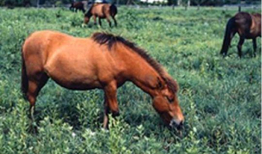 澳門馬免費料期期公開，深度解析與SEO優(yōu)化策略探討，澳門馬免費料期期公開深度解析及SEO優(yōu)化策略探討