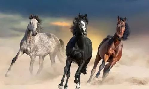 揭秘未來命運之輪，探索2025開特馬最準確一肖預測之道，揭秘未來命運之輪，2025精準生肖預測之道