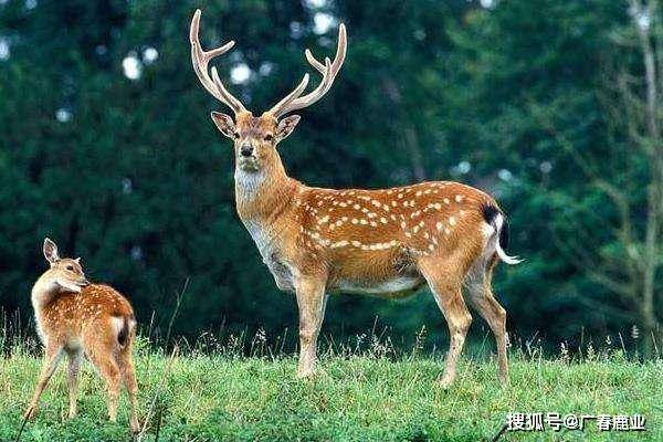 最新版本的6566cc澳彩資料大全介紹與特色功能解析，圖庫功能一覽（內(nèi)含17圖庫），最新6566cc澳彩資料大全詳解與特色功能解析，圖庫功能一網(wǎng)打盡（附17圖庫匯總）