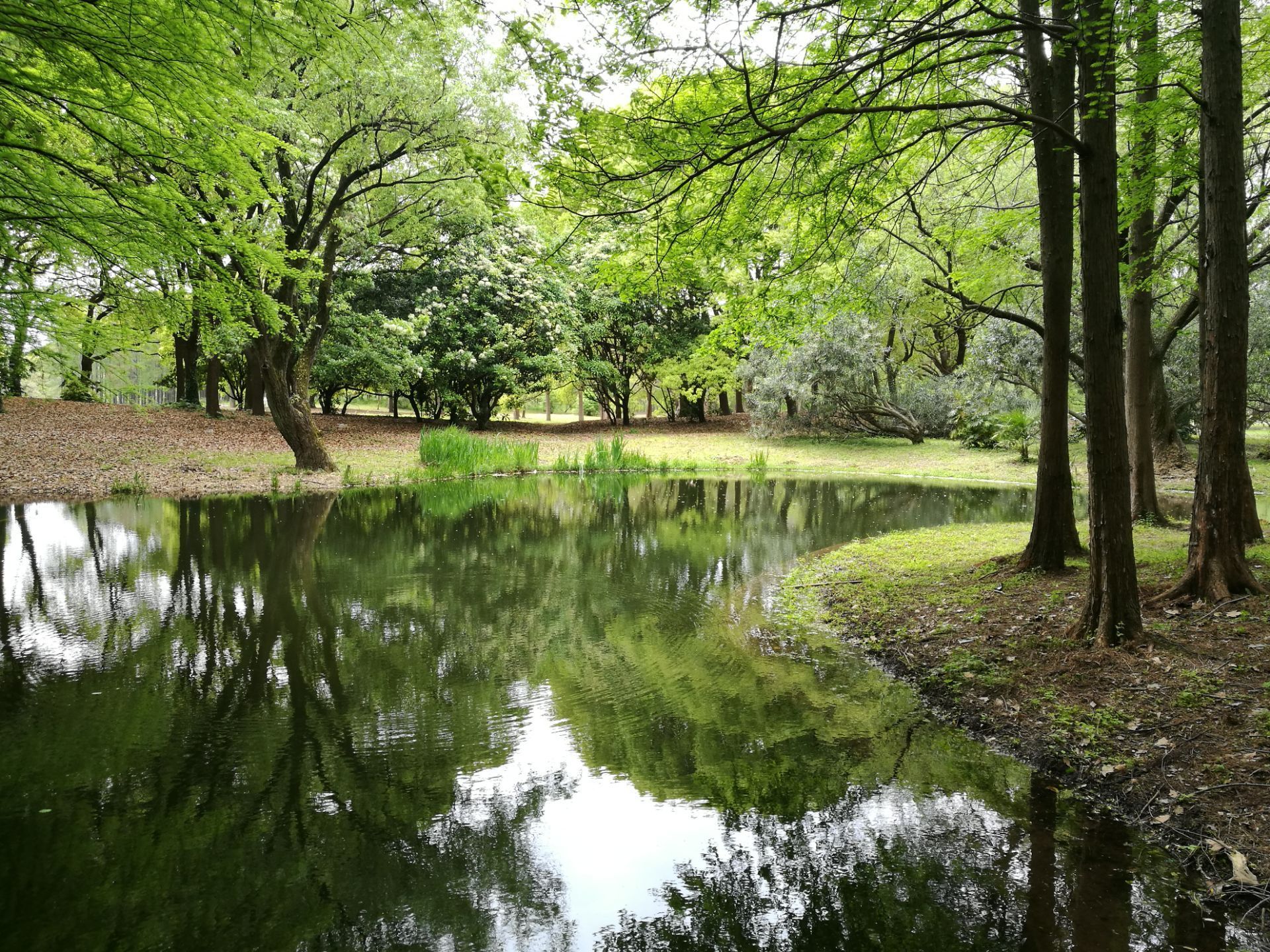 上海共青國家森林公園，自然與城市的融合之美，上海共青國家森林公園，自然與城市融合的綠色之美