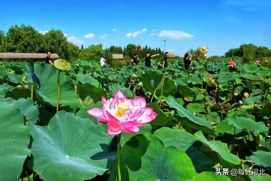 白洋淀自駕游攻略，探索美麗的湖光山色之旅，白洋淀自駕游探秘，湖光山色之旅攻略