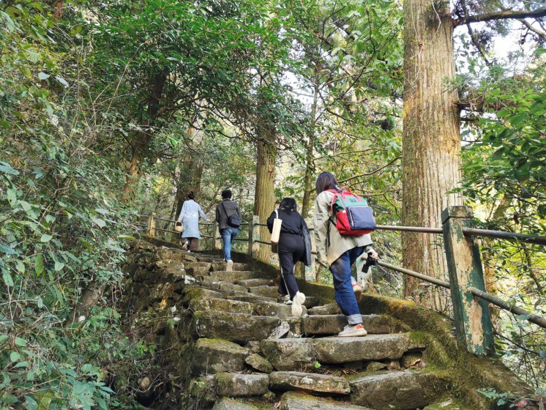 天目山風(fēng)景區(qū)，自然之美的獨(dú)特展現(xiàn)，天目山風(fēng)景區(qū)，自然之美的獨(dú)特展現(xiàn)勝地