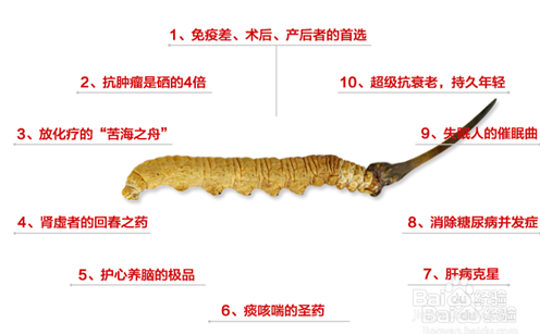 冬蟲(chóng)夏草，功效作用與主治的深入探討，冬蟲(chóng)夏草，功效作用與主治的深入解析