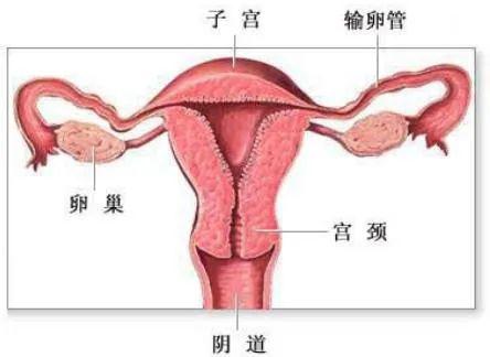 正常宮頸口的照片，了解、識別與關(guān)注女性健康，女性健康知識普及，正常宮頸口照片，識別與關(guān)注宮頸健康